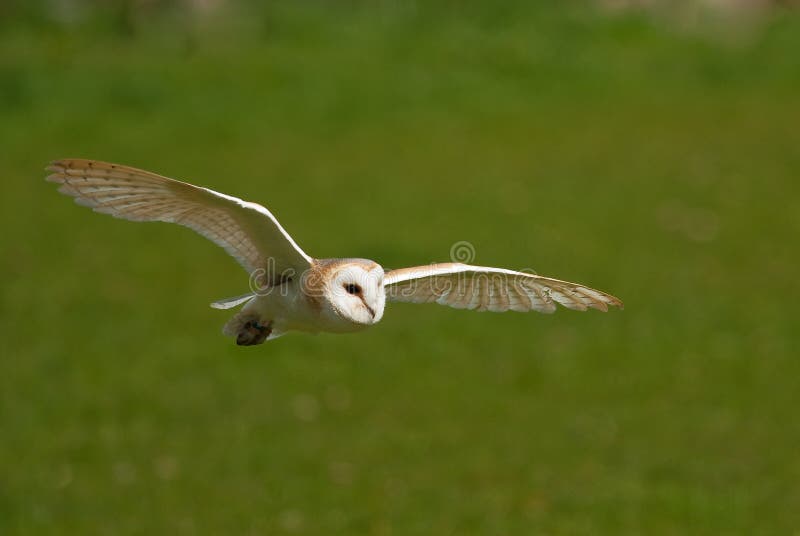 Hibou de grange en vol photographie stock Hibou de grange en vol photographie stock
