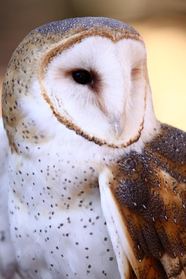 Hibou de grange - majestueux photo libre de droits Hibou de grange - majestueux photo libre de droits