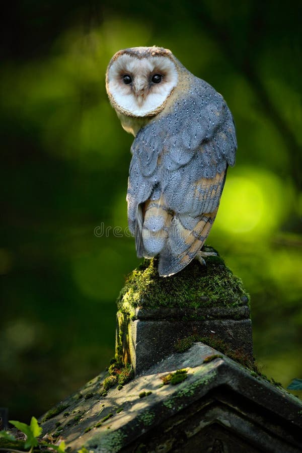 Barn owl, Tito alba, Nice bird sitting on stone fence in forest cemetery, nice blurred light green the background, animal in the habitat, Norway. Barn owl, Tito alba, Nice bird sitting on stone fence in forest cemetery, nice blurred light green the background, animal in the habitat, Norway