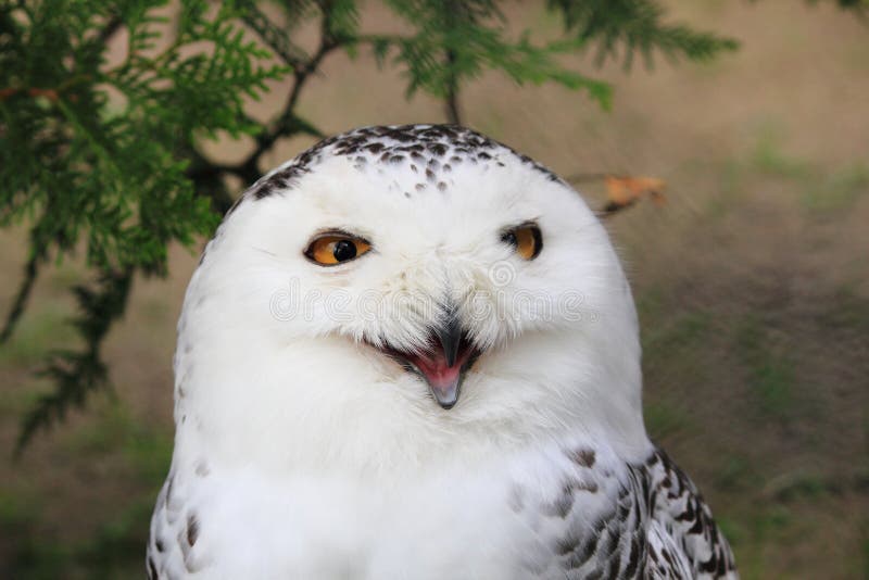 Hibou de Milou photo stock Hibou de Milou photo stock