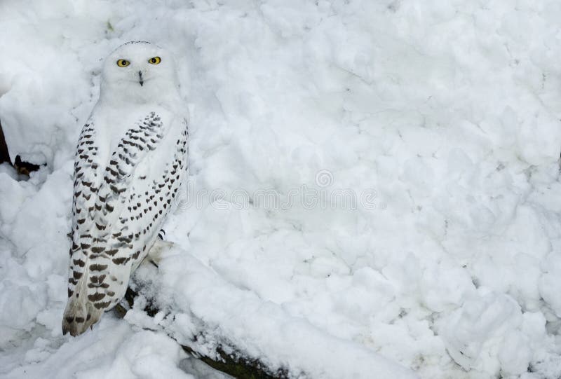Hibou de Milou dans la neige