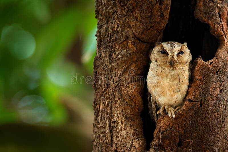 Hibou de scops indien, bakkamoena d'Otus, oiseau rare d'Asie Beau hibou de la Malaisie dans l'habitat de forêt de nature Oiseau d photographie stock Hibou de scops indien, bakkamoena d'Otus, oiseau rare d'Asie Beau hibou de la Malaisie dans l'habitat de forêt de nature Oiseau d photographie stock