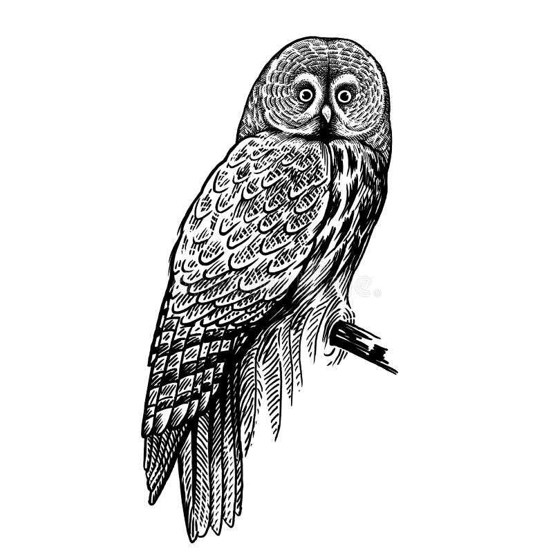 Hibou Oiseau prédateur de forêt Dessin de main de croquis Rebecca 36 illustration libre de droits Hibou Oiseau prédateur de forêt Dessin de main de croquis Rebecca 36 illustration libre de droits