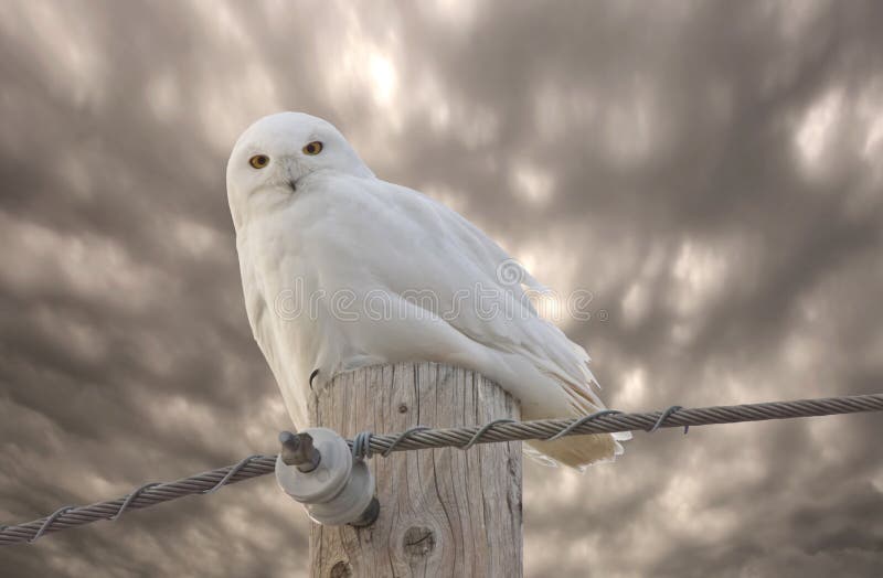 Hibou Saskatchewan Canada de Milou images stock Hibou Saskatchewan Canada de Milou images stock