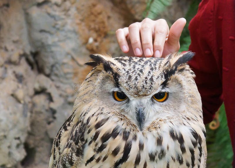 Hibou sibérien image stock Hibou sibérien image stock