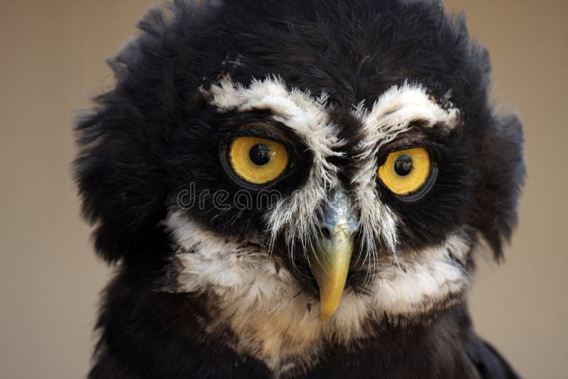 Hibou Spectacled photographie stock Hibou Spectacled photographie stock
