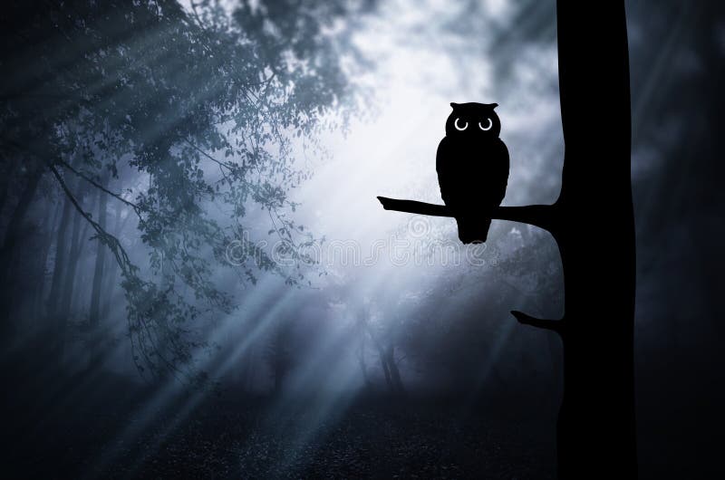 Hibou sur la branche d'arbre dans la forêt magique la nuit illustration libre de droits