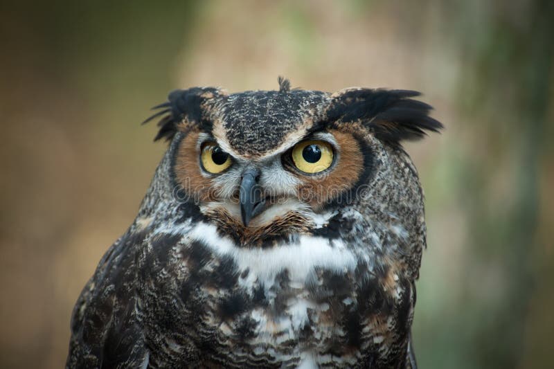 Hibou à cornes grand images libres de droits Hibou à cornes grand images libres de droits