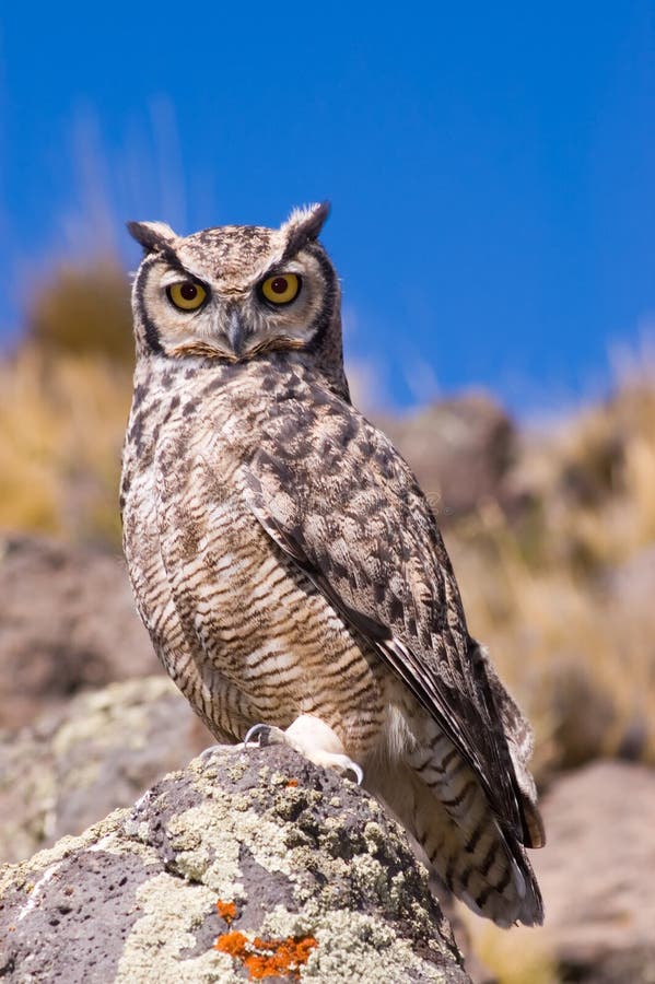 Hibou à cornes grand. image libre de droits Hibou à cornes grand. image libre de droits