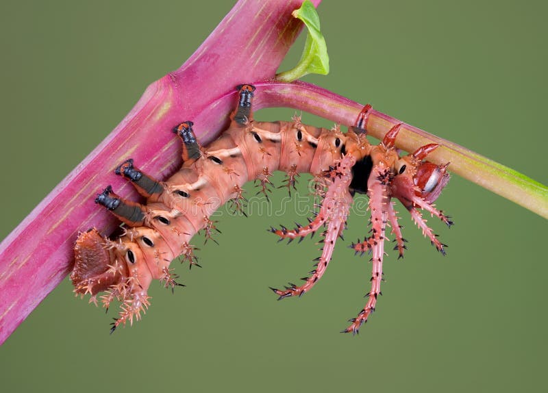 Hickory Horned-devil Caterpillar Stock Image - Image of wildlife, close: 6093959 Hickory Horned-devil Caterpillar Stock Image - Image of wildlife, close: 6093959