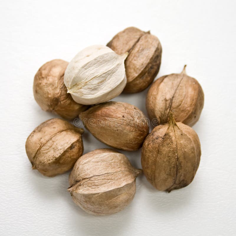 Hickory Nuts stock photo. Image of dried, background, piled 6655588