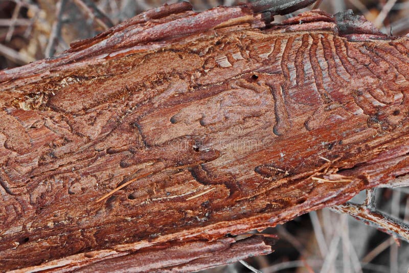 Hidden city of small animals in the bark of a tree stock images