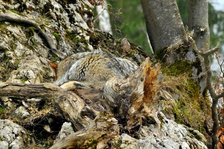 Hidden Danger: a Camouflaged Wolf Stock Image - Image of kill