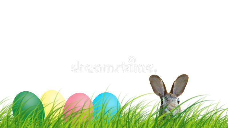 Hidden easter rabbit in a green meadow with colorful easter eggs isolated on white background