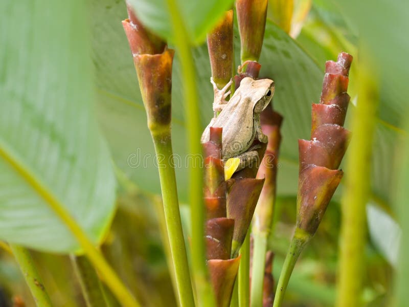 Hidden Frog