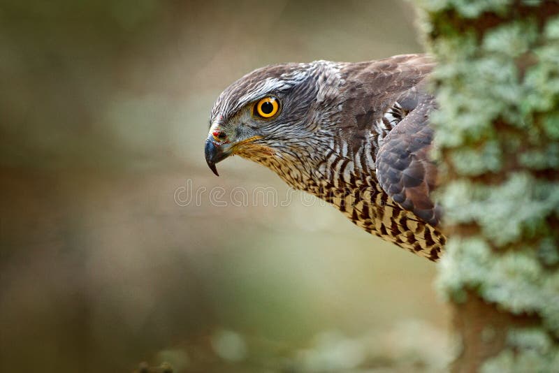 Hidden head portrait of goshawk. Detail of bird of prey Goshawk. Bird hawk sitting on the branch in the fallen larch forest during