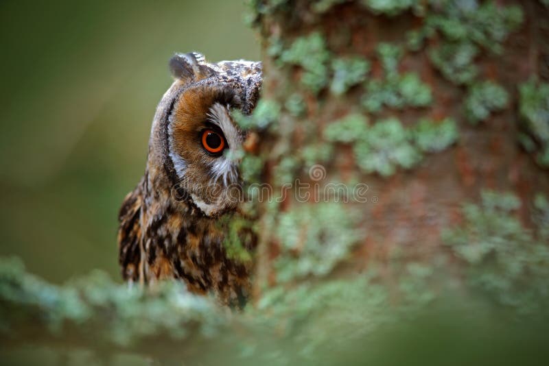Hidden Portrait Long-eared Owl with Big Orange Eyes Behind Larch Tree ...