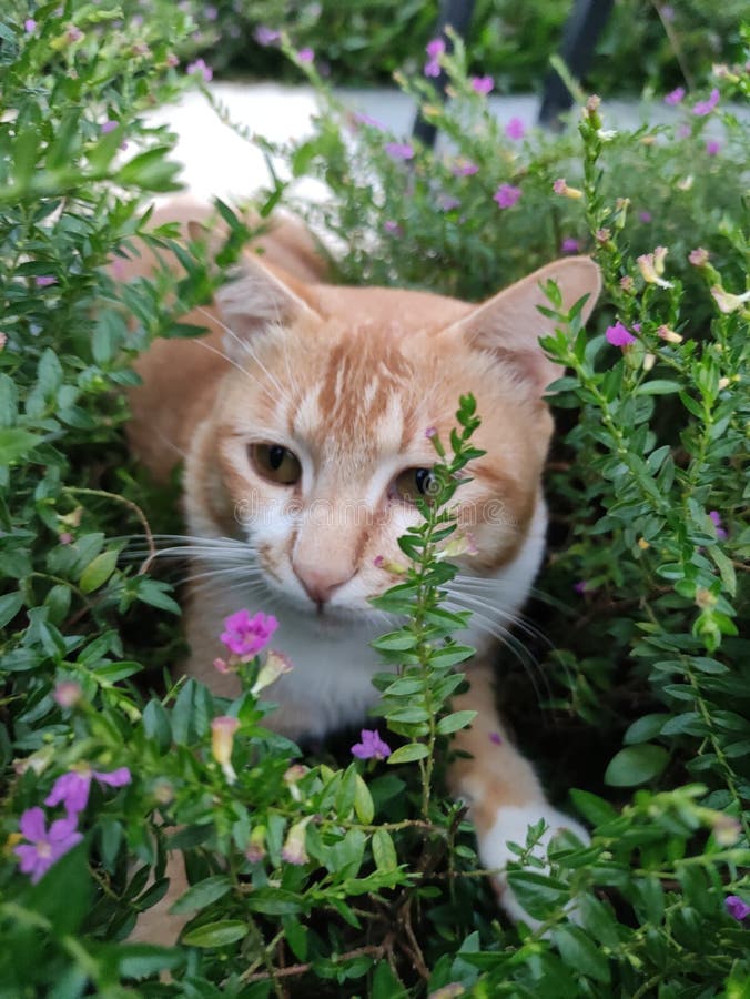 Hide and seek with cat stock image. Image of hide, nture 222473107
