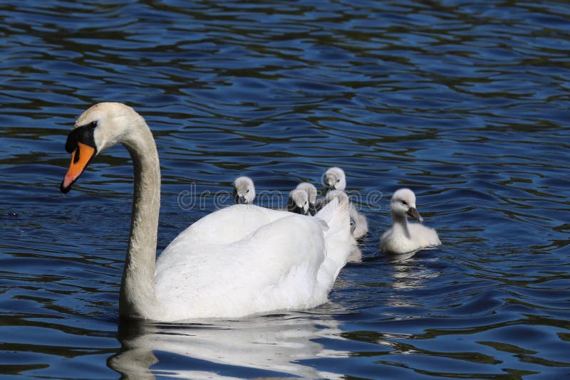 Familia de joven rechazar cisne escondite para madre cisne sobre el azul en primavera.