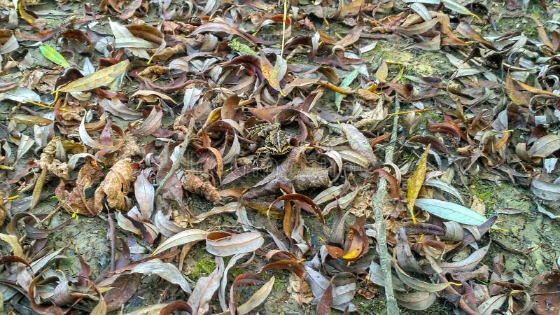 A hiding frog royalty free stock photo A hiding frog royalty free stock photo