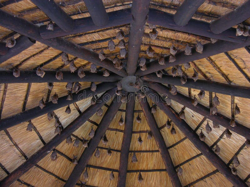 Hiebe Stockfotos und Bilder Laden Sie 30,239 lizenzfreie Fotos herunter