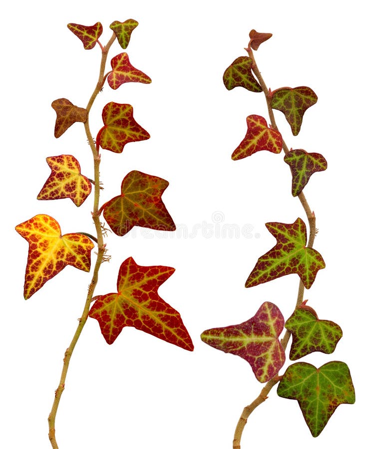 Twig variegated ivy with leaves. Twig variegated ivy with leaves.