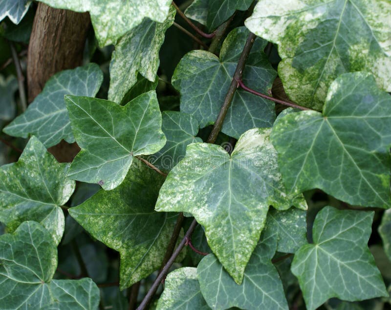 Hoja inglesa de la hiedra imagen de archivo. Imagen de trepador 7761303