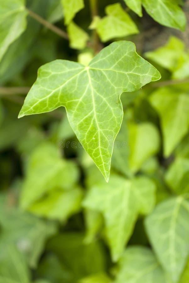 Close up of ivy leaf. Close up of ivy leaf