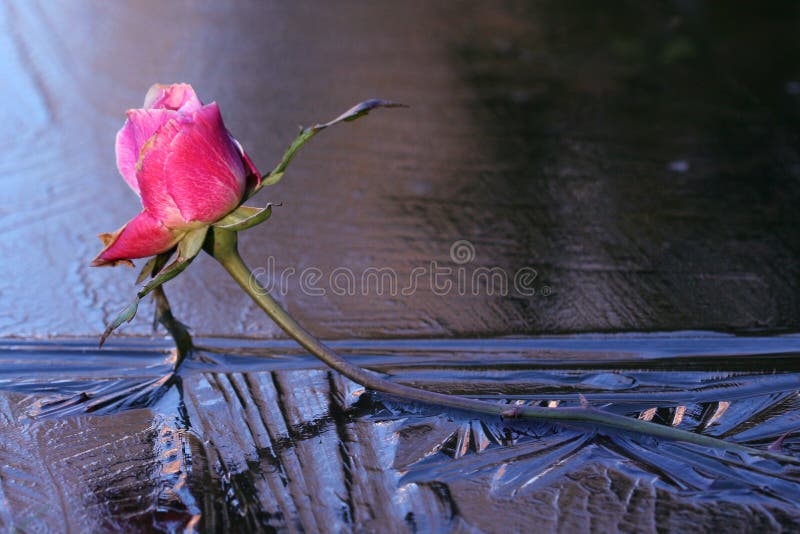 A close up of a pink rose protruding from frozen water, it's reflection showing in the ice. A close up of a pink rose protruding from frozen water, it's reflection showing in the ice.