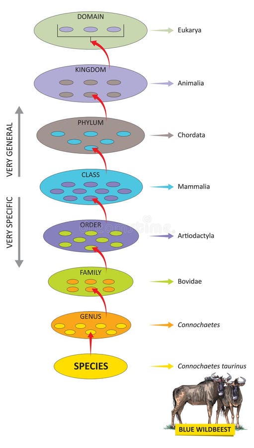 The hierarchy of biological classification`s major taxonomic ranks. Classification of organisms into systemic categories, wildebeest example. Biological classification system vectors