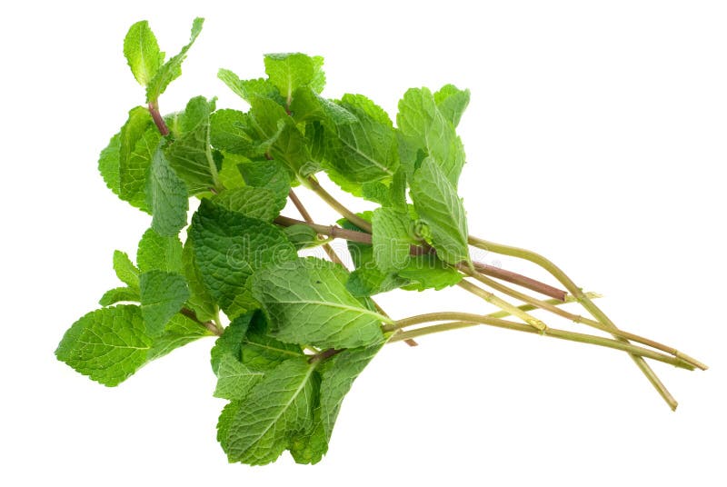 Menta fresca imagen de archivo libre de regalías