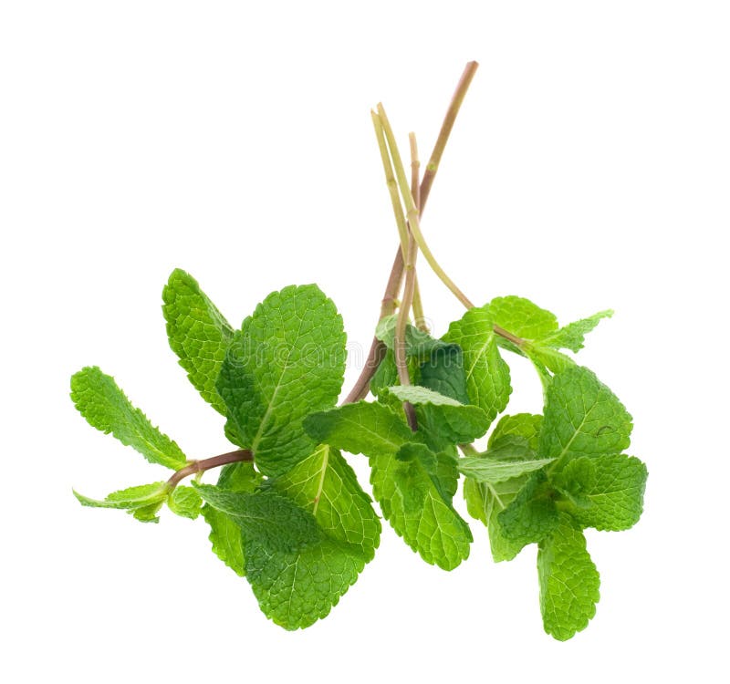 Menta fresca fotografía de archivo libre de regalías