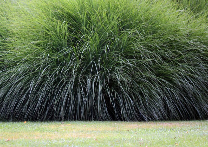Pampas Hierba O La Planta Selloana De Cortaderia Crece Como Arbusto
