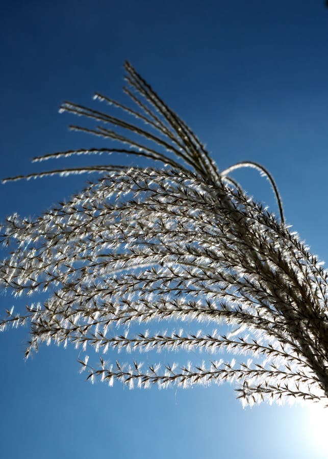 Hierba de pampa del japonés o hierba de plata en fondo del cielo azul fotografía de archivo libre de regalías Hierba de pampa del japonés o hierba de plata en fondo del cielo azul fotografía de archivo libre de regalías