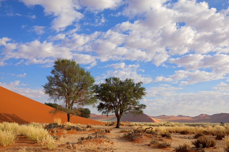 Hierba, duna y árboles, Sossusvlei, Namibia
