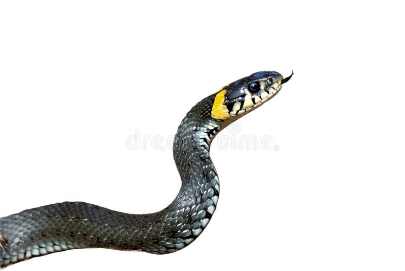 Hierba-serpiente