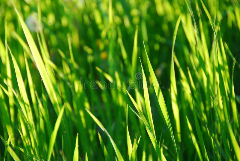 Hierba verde foto de archivo