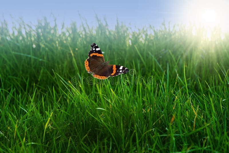Hierba verde con mariposa. paisaje de primavera perfecto para el fondo imagen de archivo libre de regalías