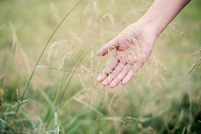 Hierba verde conmovedora de la mano de la mujer en los prados fotos de archivo Hierba verde conmovedora de la mano de la mujer en los prados fotos de archivo