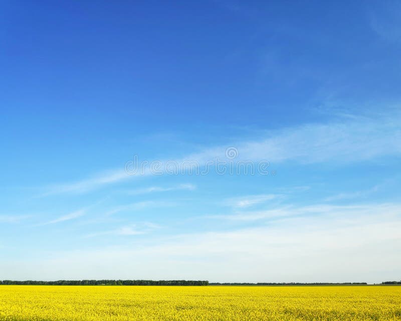 hierba verde del campo contra un cielo azul y una puesta del sol imagenes de archivo hierba verde del campo contra un cielo azul y una puesta del sol imagenes de archivo