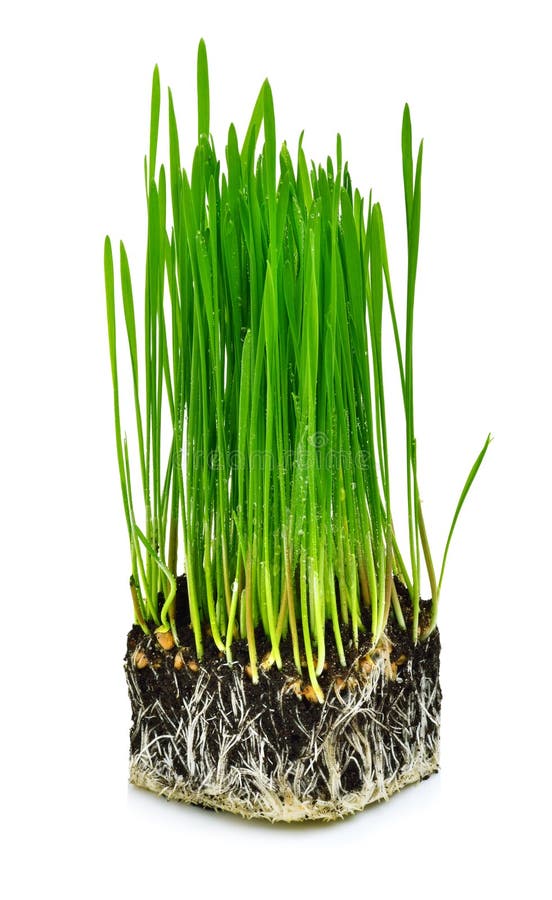 Hierba verde del trigo con las raíces fotografía de archivo Hierba verde del trigo con las raíces fotografía de archivo