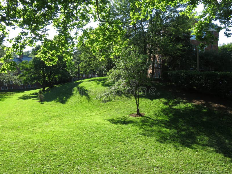 Hierba verde del verano bonito en la vecindad imágenes de archivo libres de regalías Hierba verde del verano bonito en la vecindad imágenes de archivo libres de regalías