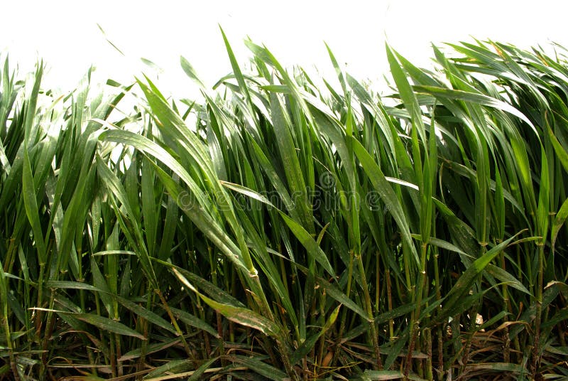 Hierba verde enorme que crece en luz del sol vibrante