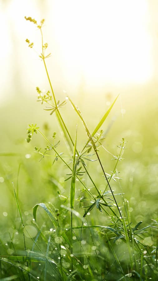 Hierba verde fresca con rocío imagenes de archivo Hierba verde fresca con rocío imagenes de archivo