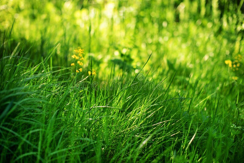 Hierba verde joven en el sol imagen de archivo libre de regalías Hierba verde joven en el sol imagen de archivo libre de regalías