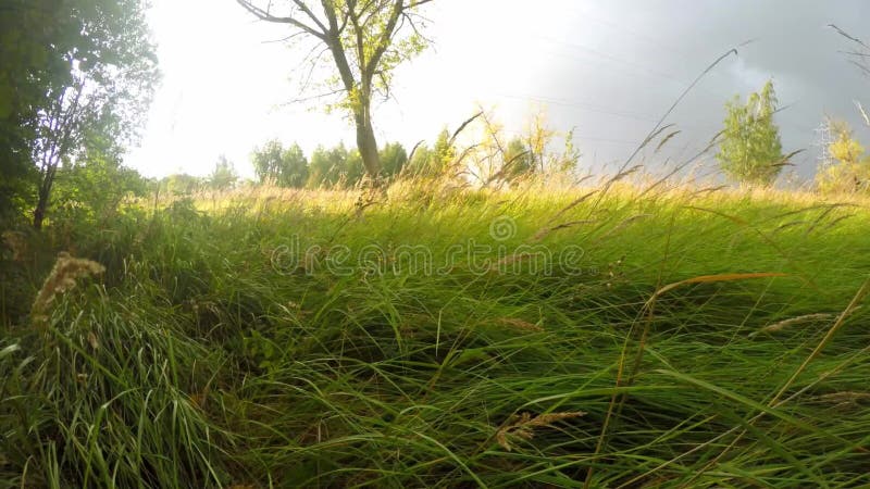 Hierba verde larga brillante fresca en el campo almacen de metraje de vídeo