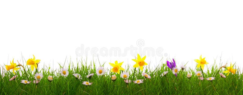 Hierba verde y flores coloridas de la primavera foto de archivo libre de regalías Hierba verde y flores coloridas de la primavera foto de archivo libre de regalías