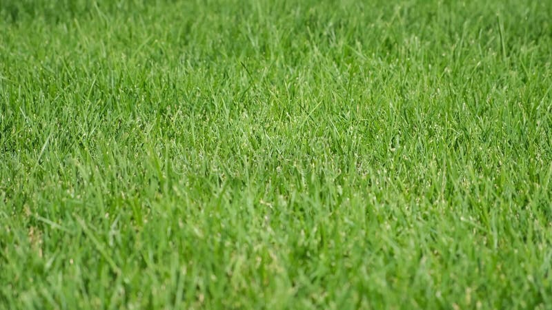 Hierba verde y fresca sobre el césped cuando el tiempo lo permite en la calle del parque. metrajes