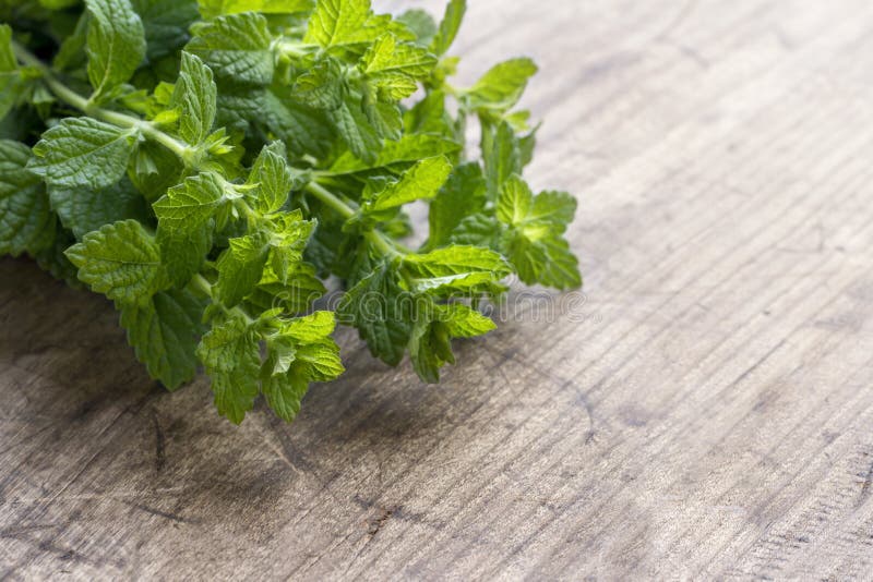 Hierbas de menta fresca y verde fotografía de archivo libre de regalías