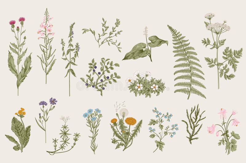 Hierbas y flores salvajes botánica conjunto